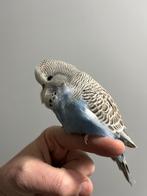 Jonge Engelse grasparkiet om tam te maken, Dieren en Toebehoren, Vogels | Parkieten en Papegaaien, Mannelijk, Parkiet, Tam