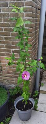 Paarse Hibiscus in Pot - 145cm, Ophalen, 100 tot 150 cm, Overige soorten, Halfschaduw