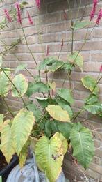 Persicaria  Duizendknoop, Ophalen, Volle zon