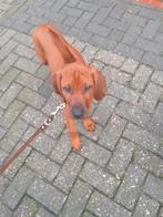Rhodesian Ridgeback Pups te koop, 12 weken oud ( Reuen), Dieren en Toebehoren, Fokker | Hobbymatig, 8 tot 15 weken, Buitenland