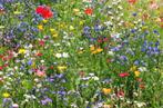 Wilde Bloemenmengsel voo bijen en vlinders, nu zaaien, Ophalen of Verzenden, Voorjaar, Volle zon