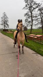 Drachtige PRE merrie uit 2022, Dieren en Toebehoren, Paarden, Merrie, Gechipt, Dressuurpaard, Zadelmak