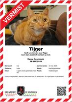 Rode kater Tijger nog steeds vermist, Dieren en Toebehoren, Kat