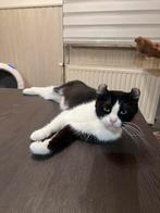 extreem lieve American curl, Dieren en Toebehoren, Poes, Gechipt, 0 tot 2 jaar
