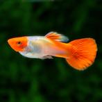 Speciale volwassen guppy soorten, Vis, Zoetwatervis, Schoolvis