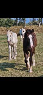2 x Grote tinker hengst irish cob, Dieren en Toebehoren, Hengst, Minder dan 160 cm, 0 tot 2 jaar