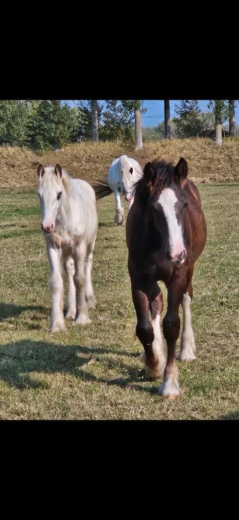 2 x Grote tinker hengst irish cob, Dieren en Toebehoren, Paarden, Hengst, Minder dan 160 cm, 0 tot 2 jaar