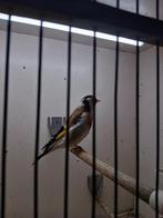 Majoor putter, Mannelijk, Wildzangvogel