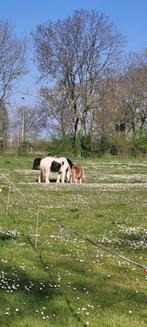 24/7 stalling bak weidgang., Dieren en Toebehoren, Stalling en Weidegang, Weidegang, 4 paarden of pony's of meer