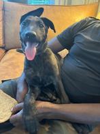 Te koop temperamentvolle donkere xHollandse herder pups, Dieren en Toebehoren, 8 tot 15 weken, Teef, CDV (hondenziekte), Meerdere