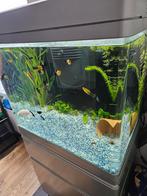Aquarium RED Sea, Dieren en Toebehoren, Vissen | Aquaria en Toebehoren, Ophalen of Verzenden, Zo goed als nieuw, Gevuld zoetwateraquarium