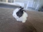 Teddy dwerg baby`s, Meerdere dieren, Dwerg