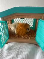 Mama Surprise Cavia- Interactieve knuffel krijgt 3 baby's, Ophalen of Verzenden, Nieuw, Overige typen