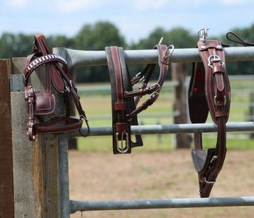 Te koop mini shetlander mentuig bruin wit doorstikt  beschikbaar voor biedingen