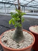 Caudex Adenia Glauca herkomst Zuid Afrika en Botswana, Overige soorten, Ophalen of Verzenden, In pot, Minder dan 100 cm
