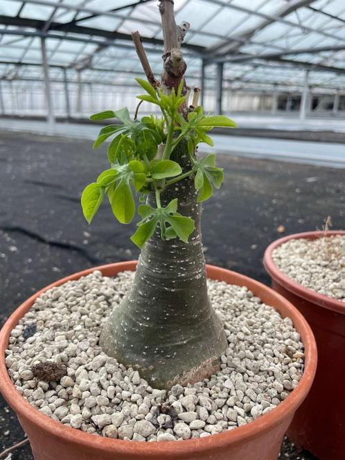 Caudex Adenia Glauca herkomst Zuid Afrika en Botswana, Huis en Inrichting, Kamerplanten, Overige soorten, Minder dan 100 cm, Bloeiende kamerplant