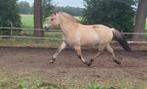 3 jarige fjordenmerrie, Dieren en Toebehoren, Paarden, Minder dan 160 cm, Gechipt, Zadelmak, 3 tot 6 jaar