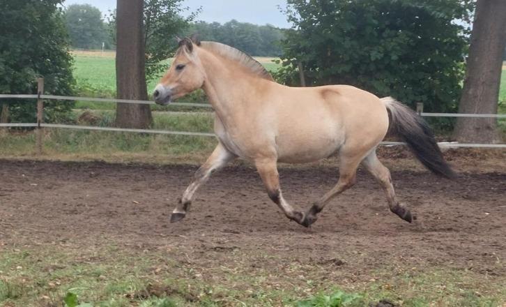 3 jarige fjordenmerrie, betuigd en zadelmak, Dieren en Toebehoren, Paarden, Meerdere dieren, Zadelmak, Minder dan 160 cm, 3 tot 6 jaar