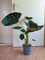 Alocasia Wentii - Olifantsoor H: 80 cm., Ophalen, Overige soorten, Halfschaduw, Minder dan 100 cm