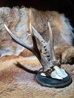 Grote XXL Reebok 6 ender. Kapitaal - Trofee - jacht - wild, Ophalen of Verzenden, Zo goed als nieuw, Hert, Gewei of Kop