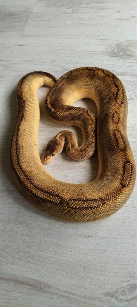 Ball python male, Dieren en Toebehoren, Reptielen en Amfibieën, Slang, Tam