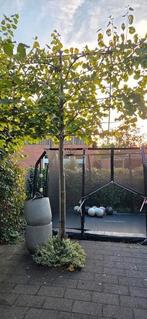 Leilinde 3 jaar oud, Tuin en Terras, Ophalen, Volle zon, Overige soorten, 100 tot 250 cm