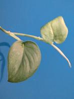 Scindapsus Jade Satin Green, Ophalen of Verzenden, Halfschaduw, Minder dan 100 cm