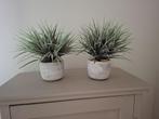 2 kunstplanten Fascicularia Biocolor: ook los te koop, Ophalen, Zo goed als nieuw, Binnen