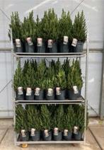 Picea glauca Conica, Diversen, Kerst, Ophalen of Verzenden