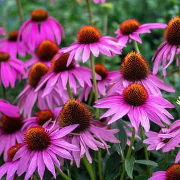 Vaste planten – tuinplanten  1,45€ beschikbaar voor biedingen