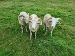 Wiltshirehorn schapen, Dieren en Toebehoren, Schapen, Geiten en Varkens, Meerdere dieren, Schaap