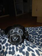 Amerikaanse cocker spaniel pups,, Dieren en Toebehoren, 8 tot 15 weken, Meerdere, Meerdere dieren, Spaniël