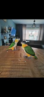 2 x zwart kop Caique man 2024, Dieren en Toebehoren, Vogels | Parkieten en Papegaaien, Papegaai, Mannelijk, Tam