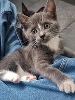 3 kittens 2kater 1poes(gereserveerd)mogen volgende week weg!, Meerdere dieren, Kortharig, 0 tot 2 jaar
