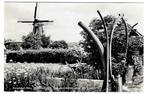 Ameland Nes - Walvisribben met doorkijkje naar de molen, Verzenden, 1940 tot 1960, Ongelopen, Waddeneilanden