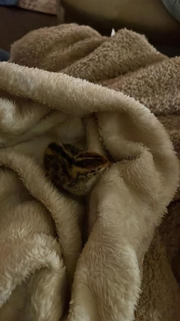 Kwarteltjes gezocht beschikbaar voor biedingen