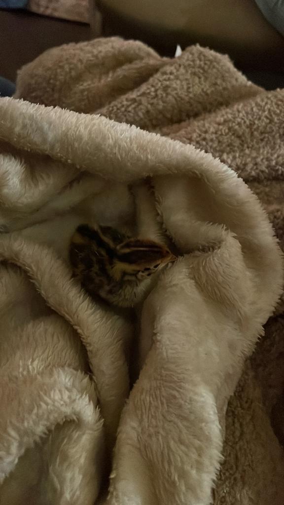 Kwarteltjes gezocht, Dieren en Toebehoren, Vogels | Hokken en Kooien, Zo goed als nieuw, Ophalen of Verzenden