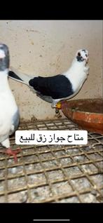 Koppel te koop, Dieren en Toebehoren, Meerdere dieren