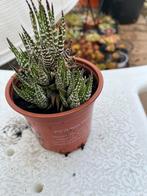 Vetplant 2 in 10 cm pot, Huis en Inrichting, Ophalen, Vetplant, Minder dan 100 cm