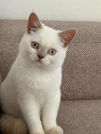 Kitten 7 maanden (britse korthaar bluepoint), Dieren en Toebehoren, Katten en Kittens | Raskatten | Korthaar, Kater, Ontwormd