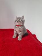 British shorhair kittens, Poes, Ontwormd, 0 tot 2 jaar
