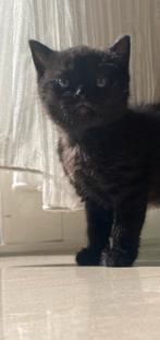 Zwarte kater 7 weekjes, Dieren en Toebehoren, Katten en Kittens | Raskatten | Korthaar, Kater