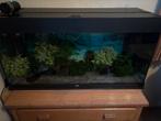 Aquarium, Ophalen, Gebruikt, Gevuld zoetwateraquarium