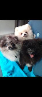 Na annulering zoeken deze pomeriaan pups een 4-ever home., Dieren en Toebehoren, Honden | Poolhonden, Keeshonden en Oertypen, 15 weken tot 1 jaar