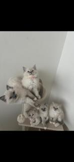 Ragdoll kittens, Dieren en Toebehoren, Katten en Kittens | Raskatten | Langhaar, Meerdere dieren, Ontwormd, 0 tot 2 jaar