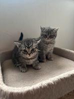 2 Raszuivere Birtse Korthaar kittens, Dieren en Toebehoren, Katten en Kittens | Raskatten | Korthaar, Meerdere dieren, Gechipt