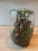 Open terrarium, Huis en Inrichting, Kamerplanten, Ophalen, Halfschaduw, Minder dan 100 cm