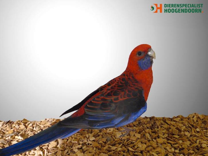 Pennantrosella | Passend advies | Gezonde vogels, Dieren en Toebehoren, Vogels | Parkieten en Papegaaien, Parkiet, Meerdere dieren