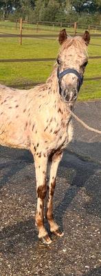 Super brave en mooie appaloosa merrie, Dieren en Toebehoren, Pony's, Merrie, Niet van toepassing, 0 tot 2 jaar, Gechipt