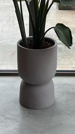 Bloempot Lione kwantum, Ophalen, Halfschaduw, Minder dan 100 cm